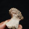 Trilobite Crotalocephalus gibbus