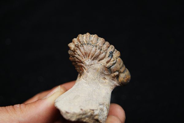Trilobite Crotalocephalus gibbus