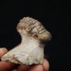 Trilobite Crotalocephalus gibbus