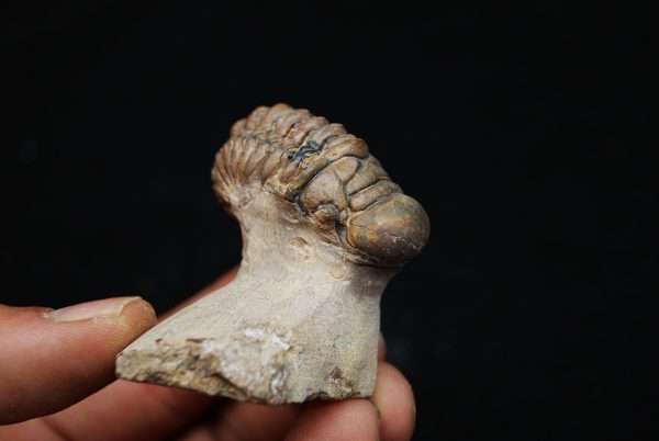 Trilobite Crotalocephalus gibbus