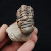Trilobite Crotalocephalus gibbus