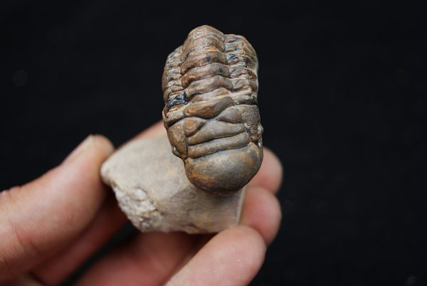 Trilobite Crotalocephalus gibbus