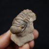 Trilobite Crotalocephalus gibbus