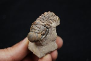 Trilobite Crotalocephalus gibbus