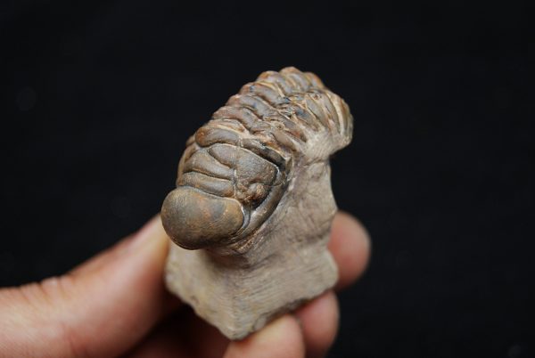 Trilobite Crotalocephalus gibbus