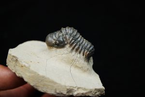 Trilobite Crotalocephalus gibbus