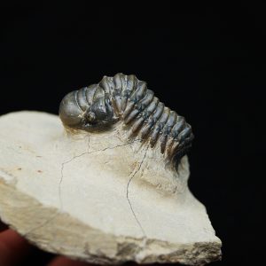 Trilobite Crotalocephalus gibbus