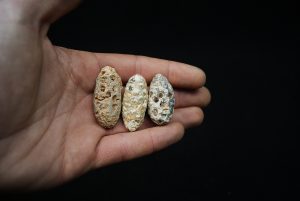 Conjunto de tres piñas fósiles