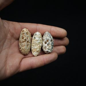 Conjunto de tres piñas fósiles