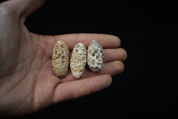 Conjunto de tres piñas fósiles