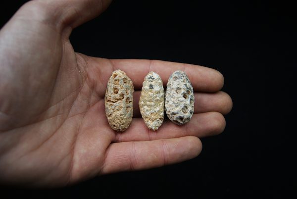 Conjunto de tres piñas fósiles