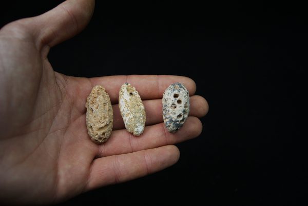 Conjunto de tres piñas fósiles