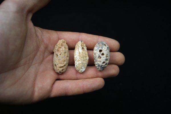 Conjunto de tres piñas fósiles