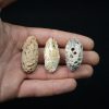 Conjunto de tres piñas fósiles