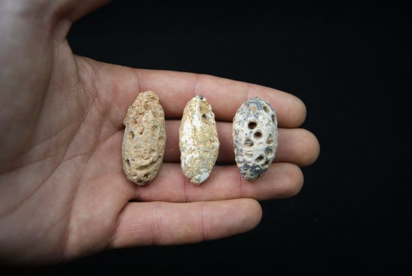 Conjunto de tres piñas fósiles