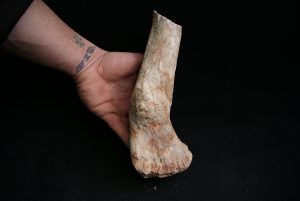 Fémur de Terópodo - Fósil Gigante y Único