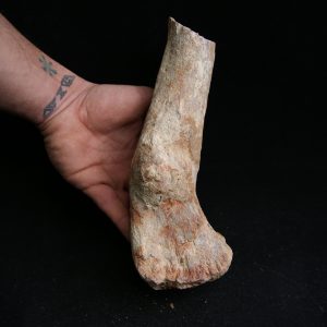 Fémur de Terópodo - Fósil Gigante y Único