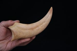 Garra de Spinosaurus