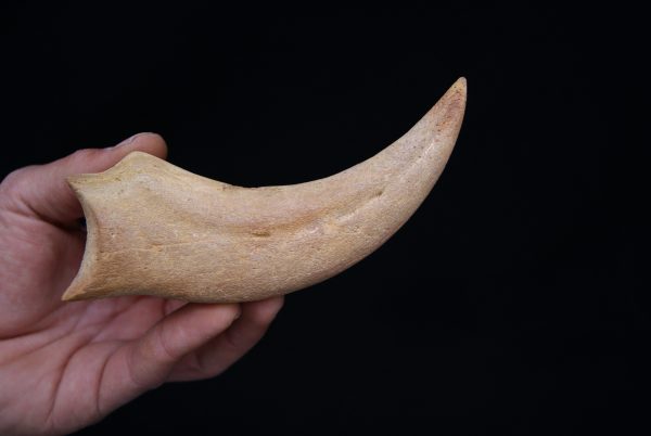 Garra de Spinosaurus