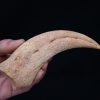 Garra de Spinosaurus