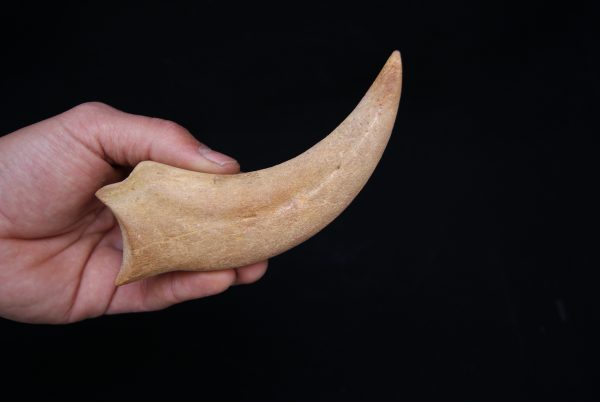Garra de Spinosaurus