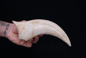 Garra de Carcharodontosaurus Saharicus