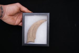 Garra de dinosaurio terópodo