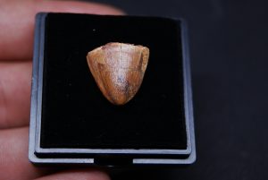 Hamadasuchus Rebouli