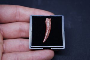 Diente de Pterosaurio Coloborhynchus