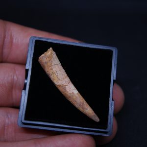 Diente de Pterosaurio