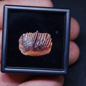 Escama fósil de Obaichthys