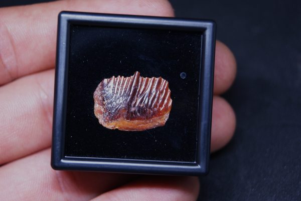 Escama fósil de Obaichthys