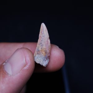 Diente fósil de Raptor