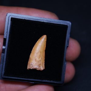 Diente fósil de Raptor