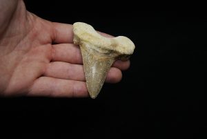 Diente fósil de Otodus sokolowi
