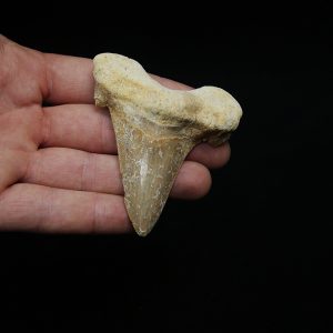 Diente fósil de Otodus sokolowi