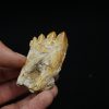 Molar fósil de Basilosaurus