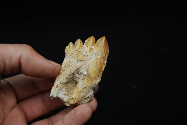 Molar fósil de Basilosaurus