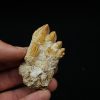 Molar fósil de Basilosaurus