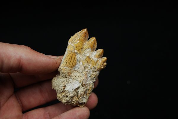 Molar fósil de Basilosaurus
