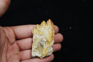 Molar fósil de Basilosaurus