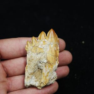 Molar fósil de Basilosaurus