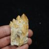 Molar fósil de Basilosaurus