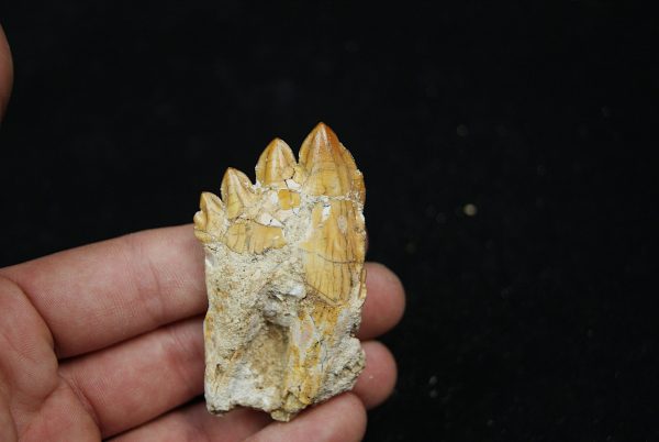 Molar fósil de Basilosaurus