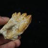 Molar fósil de Basilosaurus