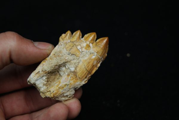 Molar fósil de Basilosaurus
