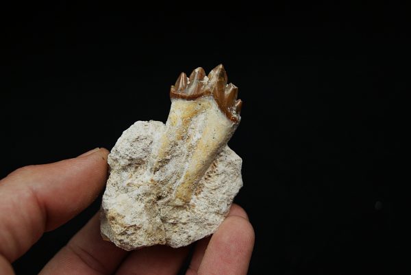 Molar fósil de Basilosaurus