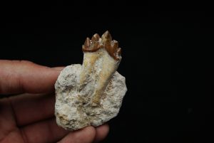 Molar fósil de Basilosaurus