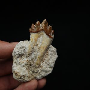 Molar fósil de Basilosaurus