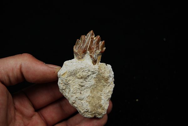 Molar fósil de Basilosaurus